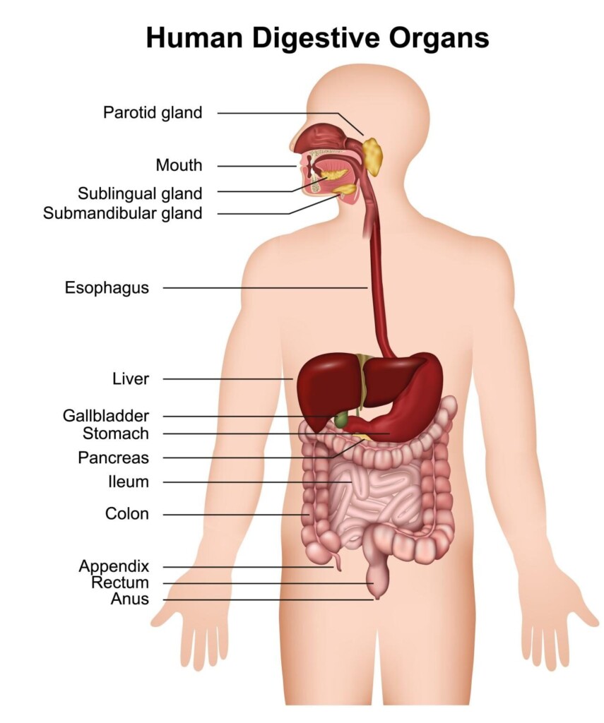 An educational diagram illustrating the primary organs of the human digestive system, including the salivary glands, esophagus, stomach, liver, pancreas, and intestines.